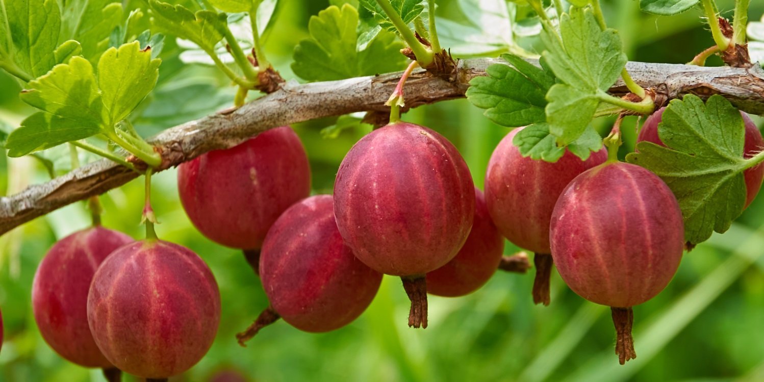 An einem Strauch hängen rote Stachelbeeren. . Artikel "Hochsaison für Stachelbeeren" öffnen.