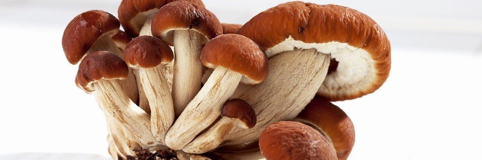 Samthaube Pilz