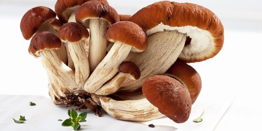 Samthaube Pilz. Artikel " Samtiger Pilz mit Waldaroma" öffnen.