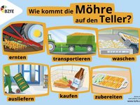 Die Infografik zeigt die wesentlichen Schritte von der Ernte bis zur verkaufsfertigen Möhre.