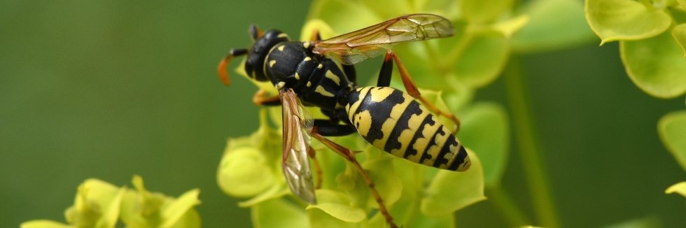 Eine Wespe sitzt auf einem Blatt.