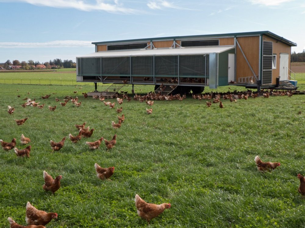 Rund um einen mobilen Hühnerstall laufen mehrere braune Hühner auf einer Wiese.