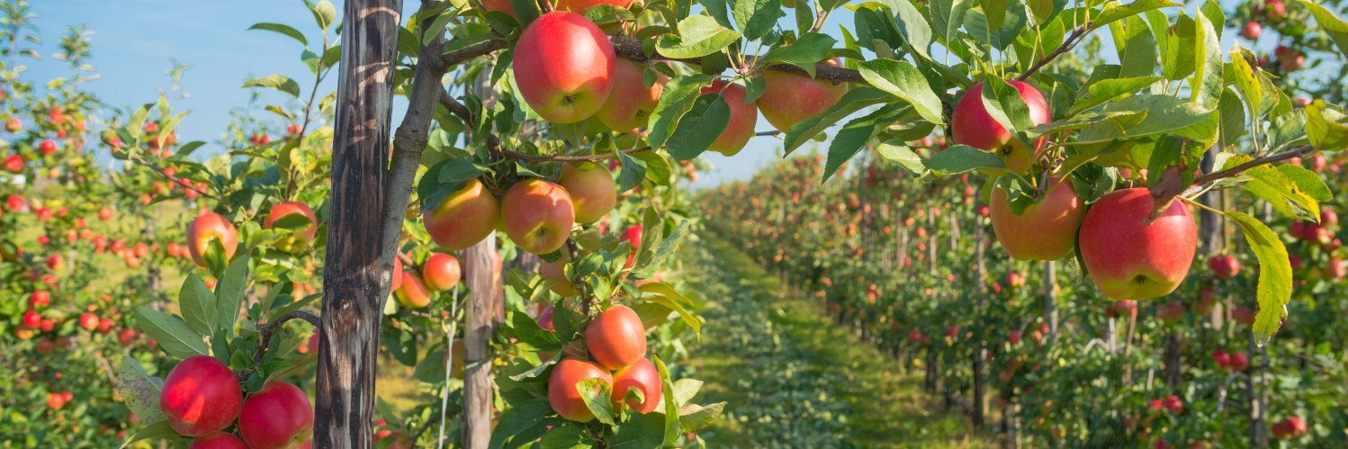 Im Vordergrund hängen Äpfel an einem Zweig und im Hintergrund ist eine Apfelplantage.