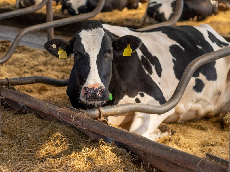 Eine Kuh liegt in einer mit Stroh ausgelegten Bucht im Stall.