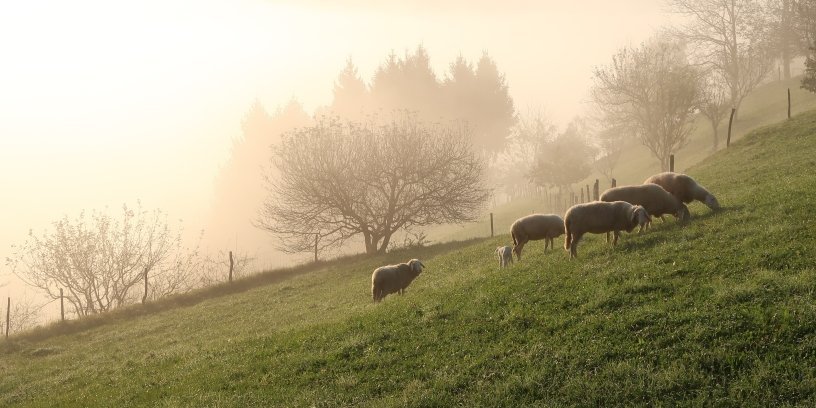 Schafe weiden an einem Berghang, im Hintergrund Nebel und Licht.. Artikel "Planetary Health – Basis unseres Ernährungssystems" öffnen.