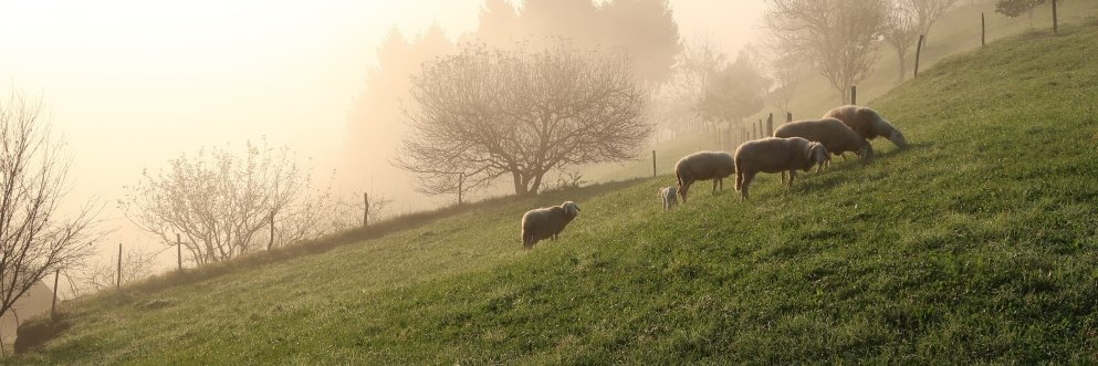 Schafe weiden an einem Berghang, im Hintergrund Nebel und Licht.