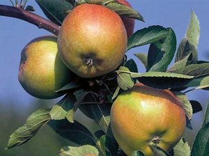 Drei Äpfel mit grün-roter Schale hängen am Zweig.