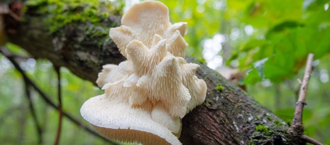 An einem Ast im Wald sitzt ein helles faseriges Pilzgebilde.