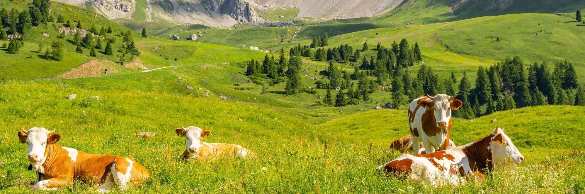Kühe auf einer sommerlichen Bergweide. Im Hintergrund sind die Alpen zu sehen, darüber blauer Himmel.