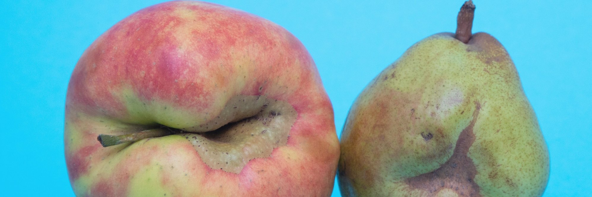 Apfel und Birne mit Fehlbildung in Form von Verwachsungen.