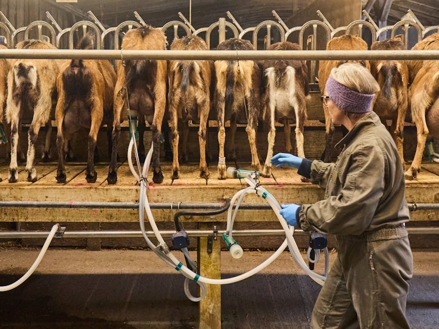 Eine Frau arbeitet in einem Melkstand mit Ziegen.