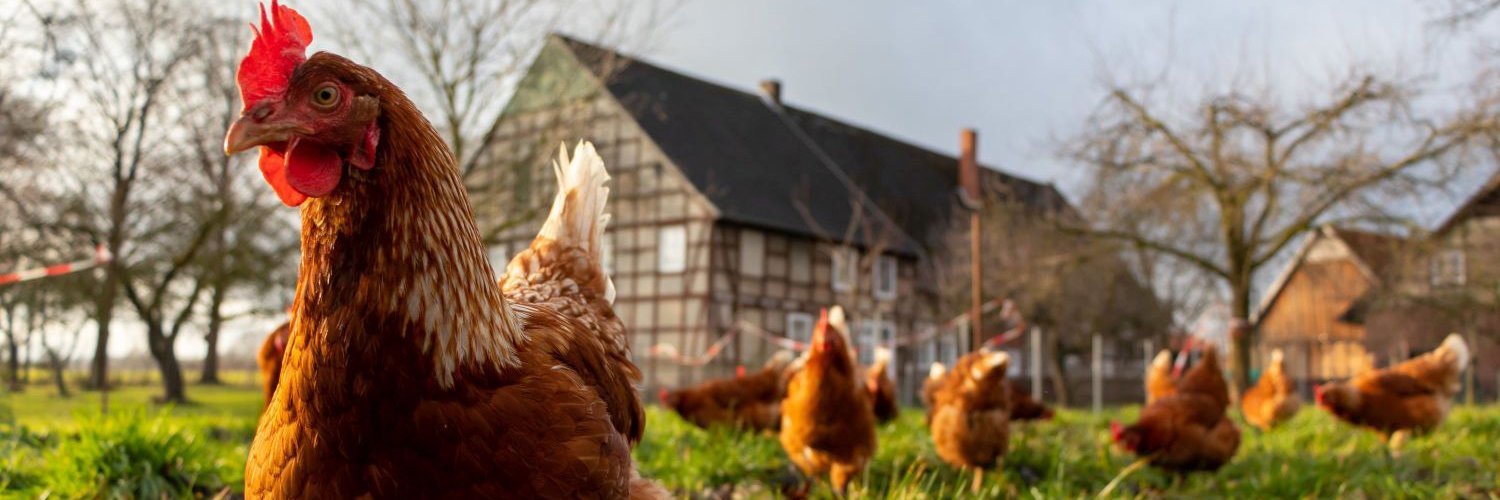Hühner auf einer Wiese vor einem Bauernhaus.