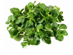 Ein Bund Feldsalat auf weißem Hintergrund.