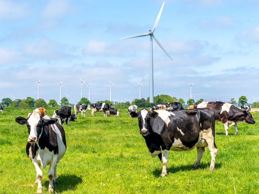 Schwarz-bunte Kühe stehen auf einer grünen Weide mit Windrädern im Hintergrund.