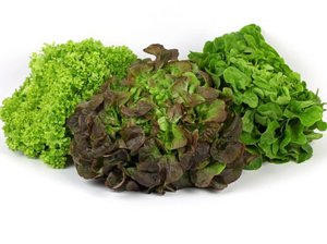 Drei verschiedene Salatköpfe auf weißem Hintergrund.