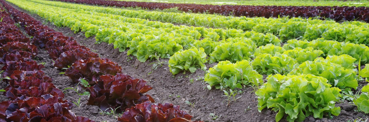 Lollo rossa und Lollo bionda wachsen in Reihen auf dem Feld.