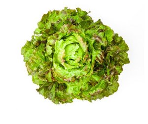 Ein Bataviasalat auf weissem Hintergrund.