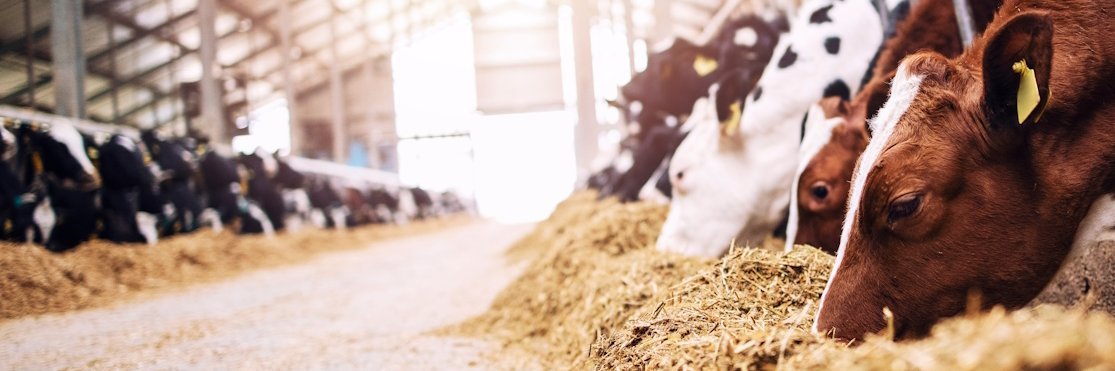 In einem großen offenen Stall frisst eine lange Reihe von Kühen Futter.