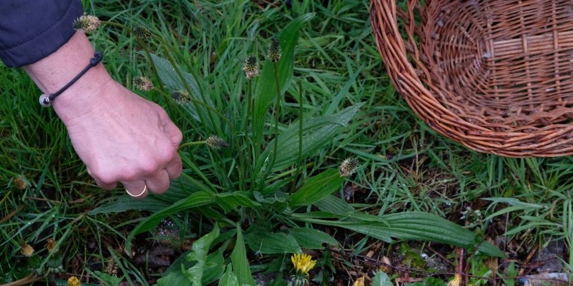 Spitzwegerich. Artikel "Wildkräuterküche mit dem Spitzwegerich" öffnen.