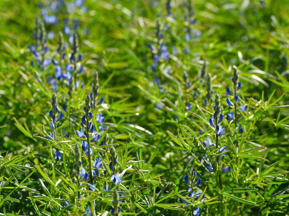 Blau blühende Lupinenpflanzen.