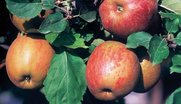 Äpfel der Sorte 'Boskoop' am Baum