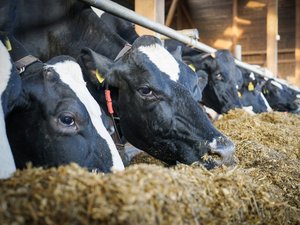 Schwarz-bunte Kühe fressen Grassilage im Stall.