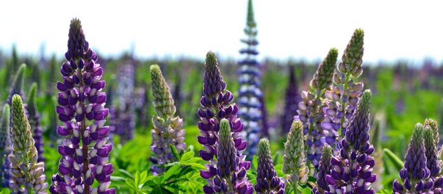 Lilafarbene Lupinenblüten auf einem Feld