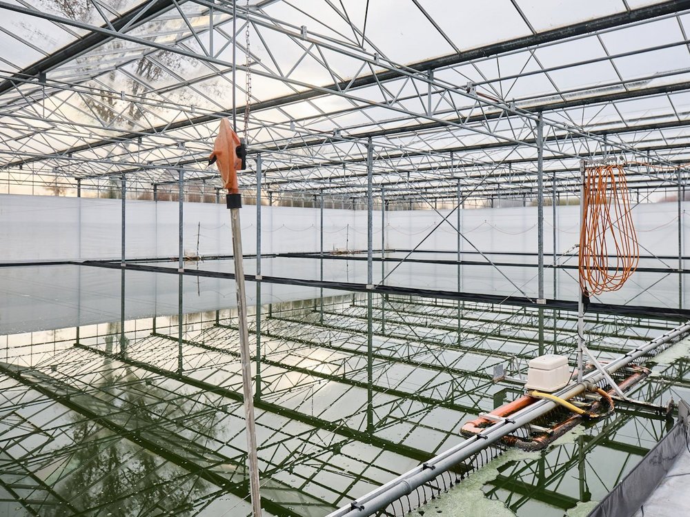 In einem großen Gewächshaus befinden sich mehrere Wasserbecken mit Algen.