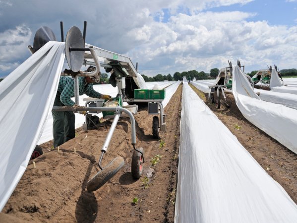 Ein Mann erntet Spargel und wird dabei von einem Folienheber unterstützt.