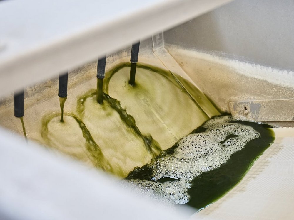 Grünes Algenwasser fließt durch vier Düsen auf einem Fließband.