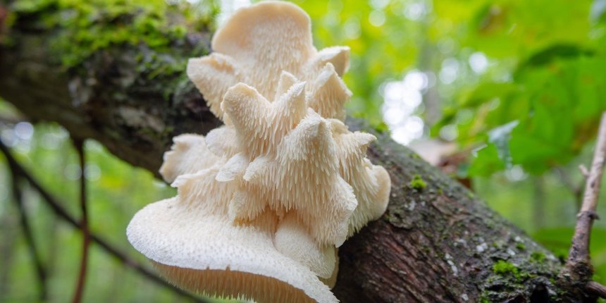 An einem Ast im Wald sitzt ein helles faseriges Pilzgebilde.. Artikel "Pom-Pom mit einzigartigem Aroma" öffnen.