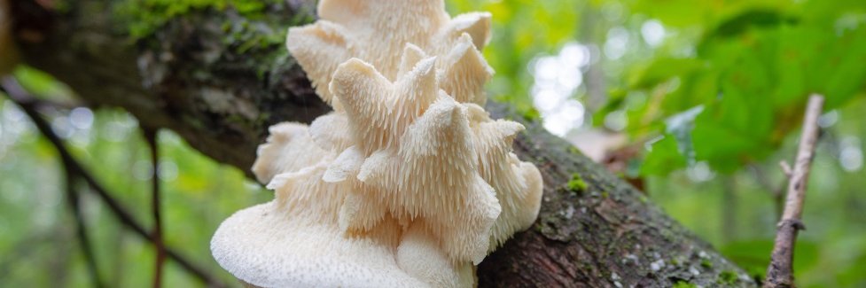 An einem Ast im Wald sitzt ein helles faseriges Pilzgebilde.