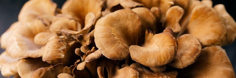 Maitake-Pilz