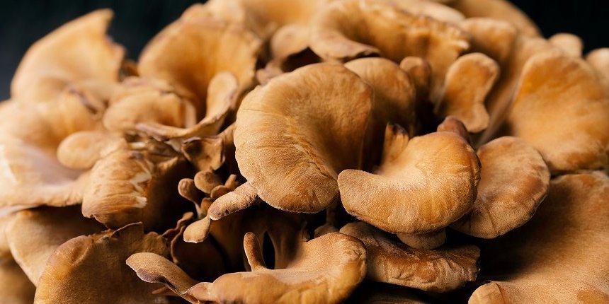 Maitake-Pilz. Artikel "Der tanzende Pilz" öffnen.