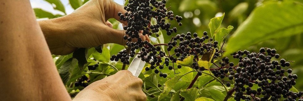 Frau schneidet mit einem Messer Holunderbeeren von einem Strauch ab. 