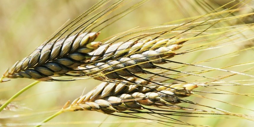 Ähren von Emmer mit langen Grannen auf dem Feld.  . Artikel "Getreide-ABC: Einkorn und Emmer " öffnen.