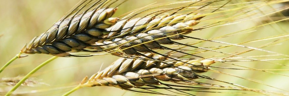 Ähren von Emmer mit langen Grannen auf dem Feld.  