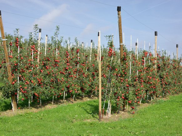 Das Bild zeigt Äpfelbäume mit reifen, roten Früchten auf einer Plantage.