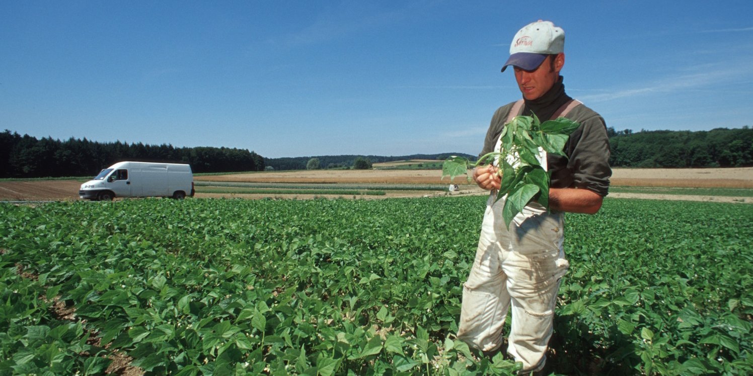 Ein Mann steht auf einem Feld mit grünen Bohnen und hält eine Pflanze in der Hand.. Artikel "Hülsenfrüchte: Von der Ernte in den Handel" öffnen.