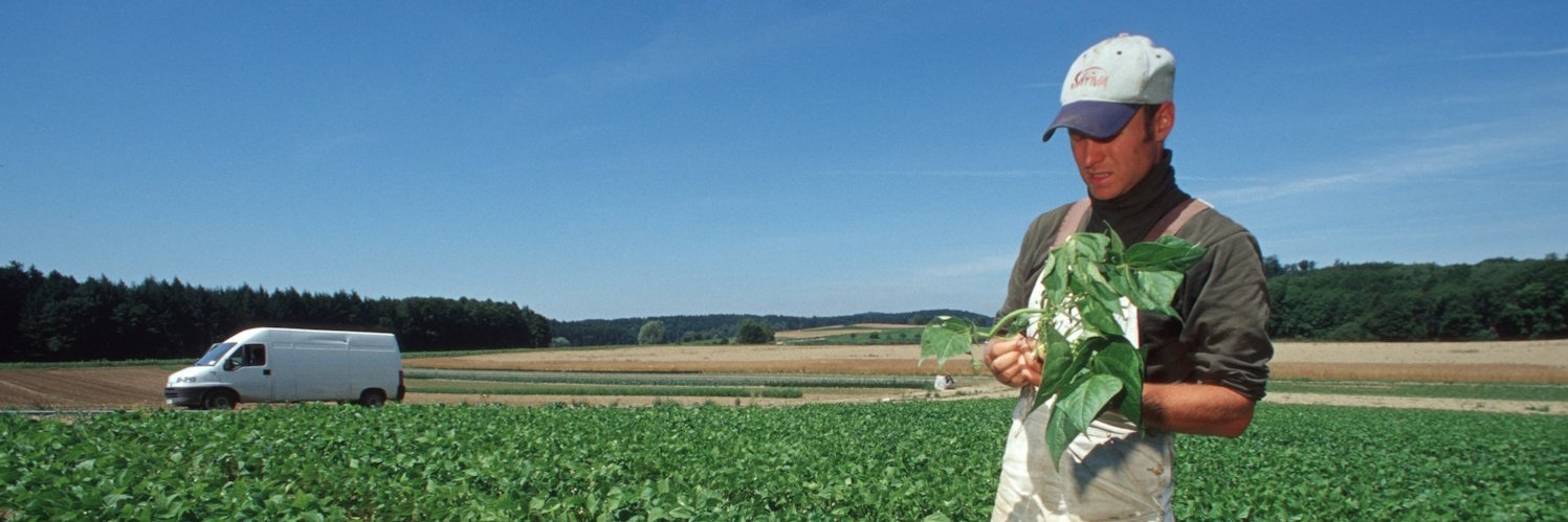 Ein Mann steht auf einem Feld mit grünen Bohnen und hält eine Pflanze in der Hand.