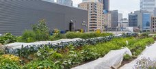 Urban Gardening auf einem Hochhausdach