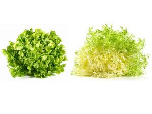 Glatte und krause Endivie auf weissem Hintergrund.