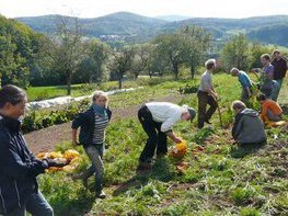 Mitglieder einer Solawi helfen auf dem Feld.