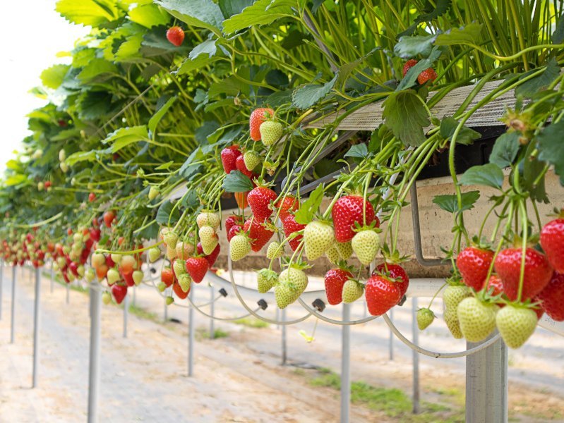 Erdbeeren wachsen hängend in einem Gewächshaus.