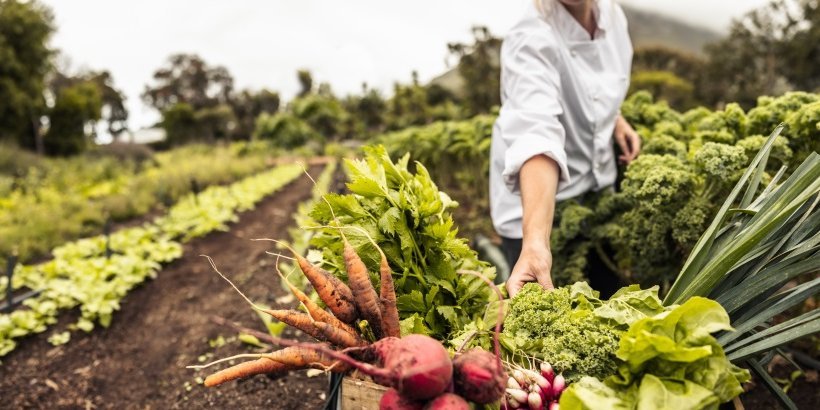 Auf einem Feld legt eine Person im weißen Kittel Gemüse in eine Kiste mit Möhren, Radieschen, Lauch, Roter Bete und Salat.. Artikel "Regionale Wertschöpfungsketten in der Gemeinschaftsverpflegung fördern" öffnen.