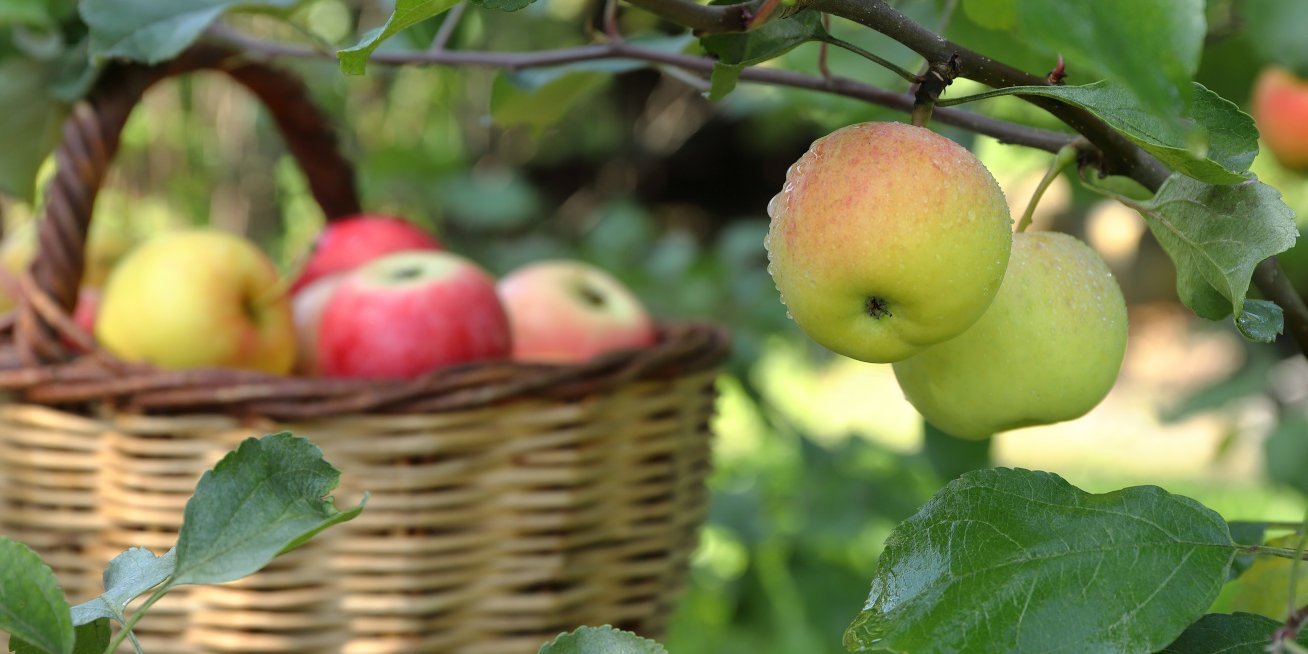 Im Vordergrund hängen zwei Äpfel am Zweig und im Hintergrund steht ein Korb mit Äpfeln.. Artikel "Äpfel" öffnen.