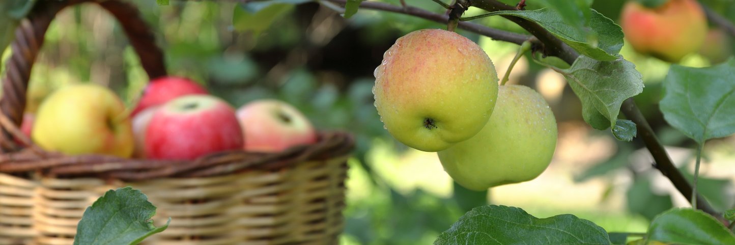 Im Vordergrund hängen zwei Äpfel am Zweig und im Hintergrund steht ein Korb mit Äpfeln.