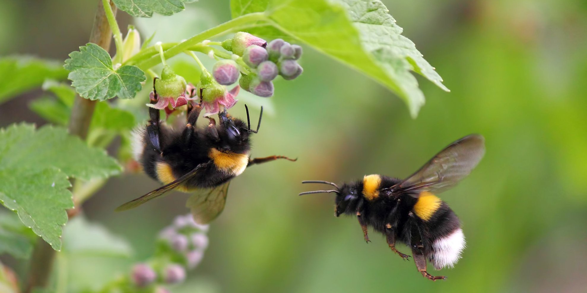 Zwei Hummeln an einem Johannisberstrauch. Eine saugt an einer Blüte. Die andere ist im Anflug.. Artikel "Planetare Grenzen" öffnen.