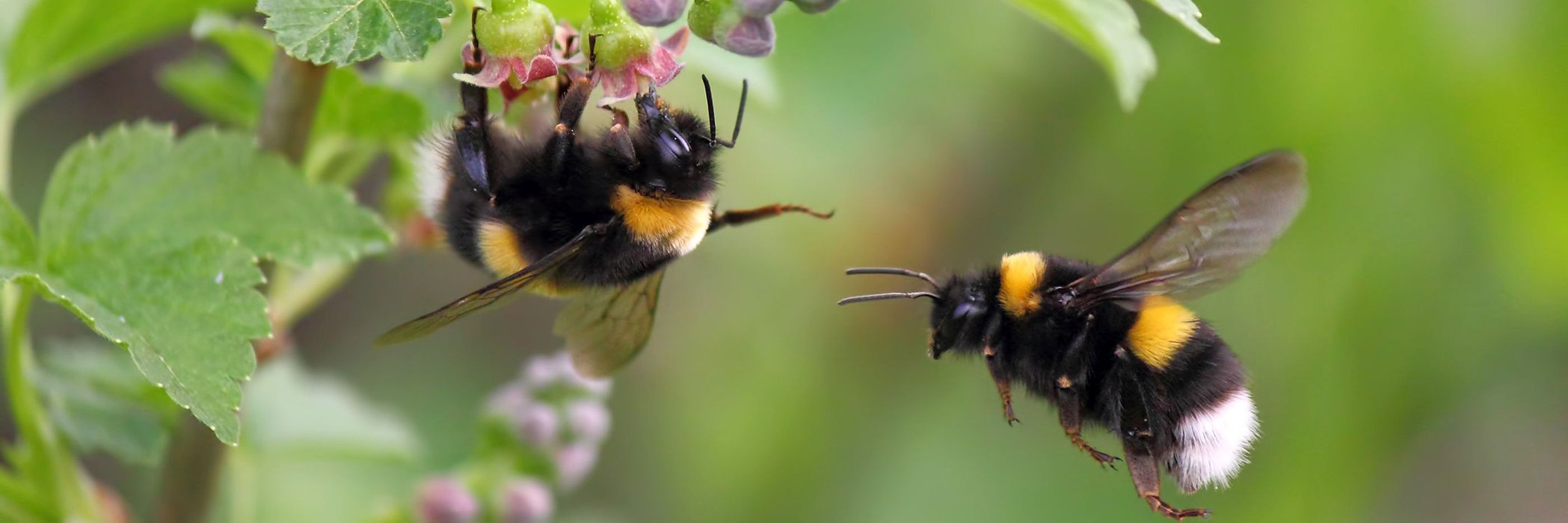 Zwei Hummeln an einem Johannisberstrauch. Eine saugt an einer Blüte. Die andere ist im Anflug.