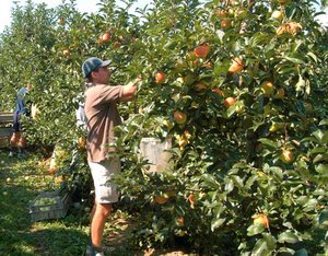 Zwei Männer bei der Ernte von Äpfeln in Apfelplantage